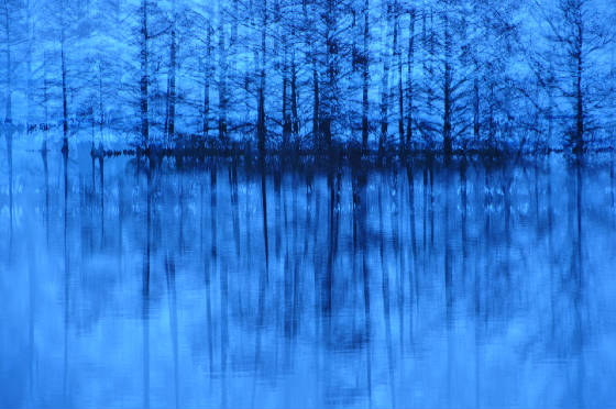 bluetrees.jpg