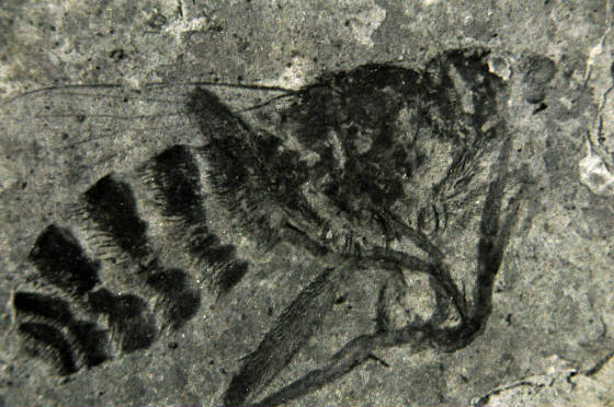 fossilbee.jpg