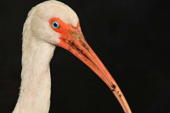 ibisbill.jpg