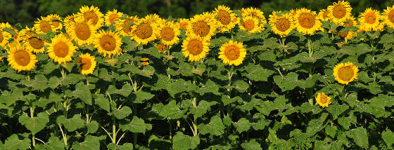 longsmsunflowers.jpg