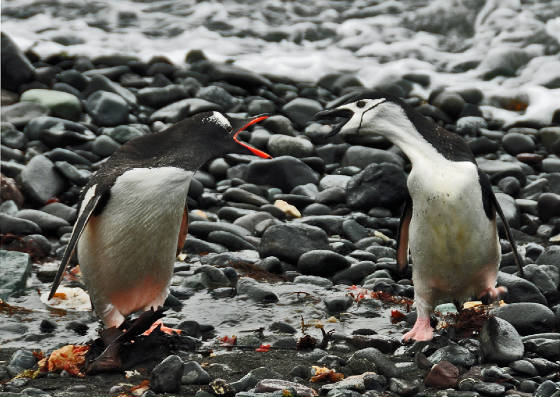penguinsfighting.jpg