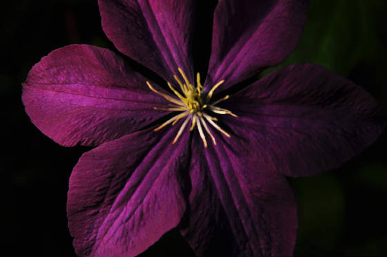 purplelite.jpg