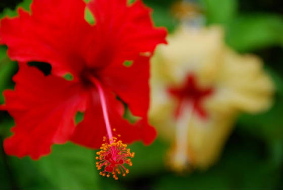 redyellowflowers.jpg