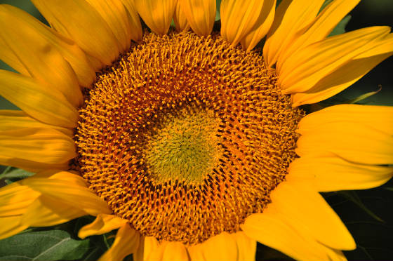 sunflowercloseup.jpg