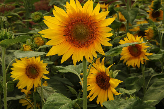 sunflowerfill.jpg