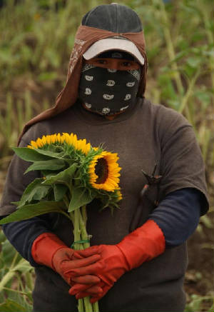 sunflowerworker.jpg