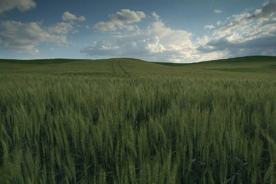 wheatfield.jpg